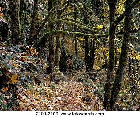 Stock Image - Trail in a forest, Silver Falls State Park, Oregon, USA. Fotosearch