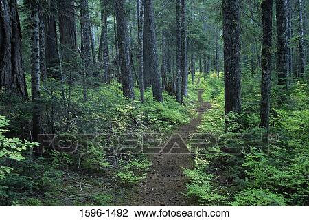 Trail passing through a forest, Eastside Trail, Mt Rainier National Park, Washington State, USA View Large Photo Image Stock Image - Trail passing through a forest, Eastside Trail, Mt Rainier National Park, Washington State, USA. Fotosearch
