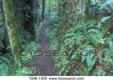 Trail through a forest, Bob Bammert Grove Trail, Capitol State Forest, Washington state, USA View Large Photo Image Stock Photo - Trail through a forest, Bob Bammert Grove Trail, Capitol State Forest, Washington state, USA. Fotosearch