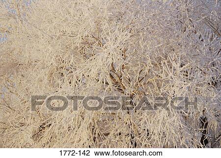 Tree covered with frost, Wyoming, USA View Large Photo Image Stock Image - Tree covered with frost, Wyoming, USA. Fotosearch