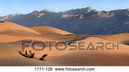 Tree stump in sand dunes, Death Valley, Death Valley National Park, California, USA View Large Photo Image Stock Photograph - Tree stump in sand dunes, Death Valley, Death Valley National Park, California, USA. Fotosearch