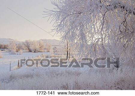 Stock Image - Trees covered with frost, Wyoming, USA. Fotosearch