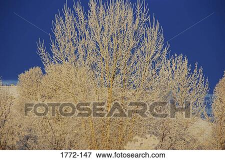 Trees covered with frost, Wyoming, USA View Large Photo Image Stock Photo - Trees covered with frost, Wyoming, USA. Fotosearch