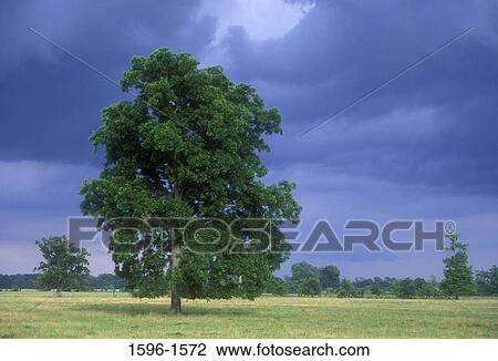 Trees in a field, Natchitoches Parish, Louisiana, USA View Large Photo Image Stock Image - Trees in a field, Natchitoches Parish, Louisiana, USA. Fotosearch