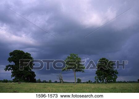 Trees in a field, Natchitoches Parish, Louisiana, USA View Large Photo Image Stock Image - Trees in a field, Natchitoches Parish, Louisiana, USA. Fotosearch