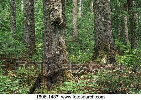 Trees in a forest, Paradise River, Wonderland Trail, Mt Rainier National Park, Washington State, USA View Large Photo Image Stock Photo - Trees in a forest, Paradise River, Wonderland Trail, Mt Rainier National Park, Washington State, USA. Fotosearch