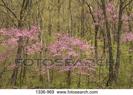 Trees in a forest, Virginia, USA View Large Photo Image Stock Photo - Trees in a forest, Virginia, USA. Fotosearch