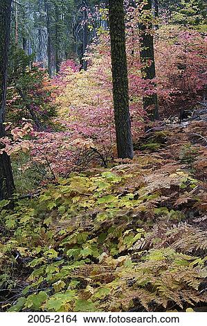 Trees in a forest, Yosemite National Park, California, USA View Large Photo Image Picture - Trees in a forest, Yosemite National Park, California, USA. Fotosearch