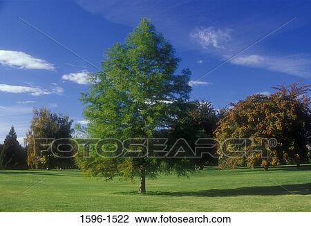 Stock Image - Trees in a garden, Yakima Area Arboretum, Yakima, Washington State, USA. Fotosearch