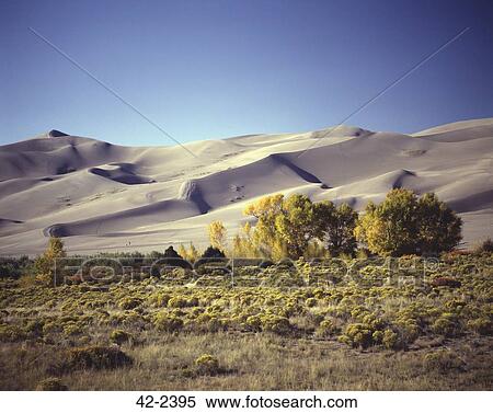 Stock Photography - Trees in front of sand dunes, Great Sand Dunes National Monument, Colorado, USA. Fotosearch