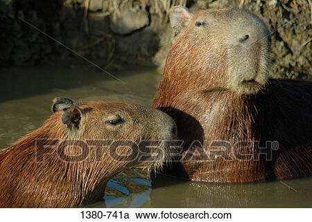Two Capybaras (Hydrochoerus hydrochaeris) in water, Hato Pinero, Llanos, Venezuela View Large Photo Image Stock Image - Two Capybaras (Hydrochoerus hydrochaeris) in water, Hato Pinero, Llanos, Venezuela. Fotosearch