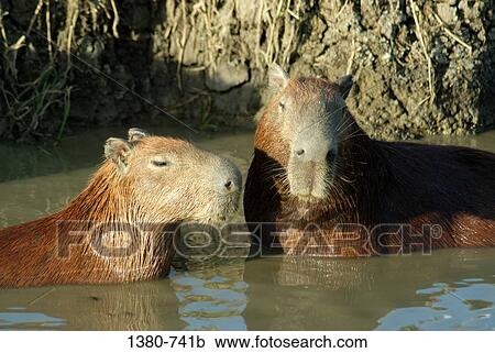 Two Capybaras (Hydrochoerus hydrochaeris) in water, Hato Pinero, Llanos, Venezuela View Large Photo Image Stock Image - Two Capybaras (Hydrochoerus hydrochaeris) in water, Hato Pinero, Llanos, Venezuela. Fotosearch