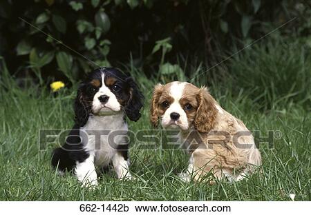 Two Cavalier King Charles Spaniel puppies sitting in a field View Large Photo Image Stock Image - Two Cavalier King Charles Spaniel puppies sitting in a field. Fotosearch