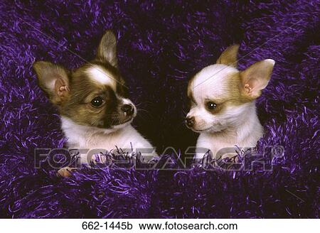 Two Chihuahua puppies in a tinsel View Large Photo Image Stock Image - Two Chihuahua puppies in a tinsel. Fotosearch