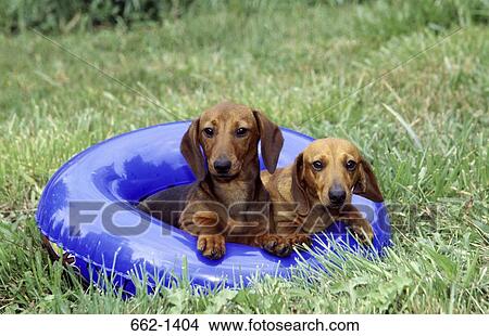 Two Dachshund dogs in an inflatable ring View Large Photo Image Picture - Two Dachshund dogs in an inflatable ring. Fotosearch