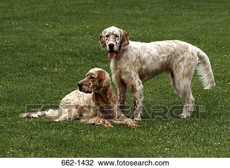Two English Setter dogs in a lawn View Large Photo Image Stock Image - Two English Setter dogs in a lawn. Fotosearch