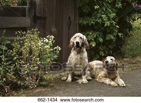 Picture - Two English Setter dogs sitting in front of a closed door. Fotosearch