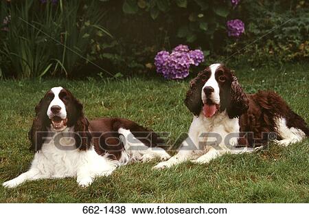 Two English Springer Spaniel dogs sitting in a lawn View Large Photo Image Stock Photo - Two English Springer Spaniel dogs sitting in a lawn. Fotosearch