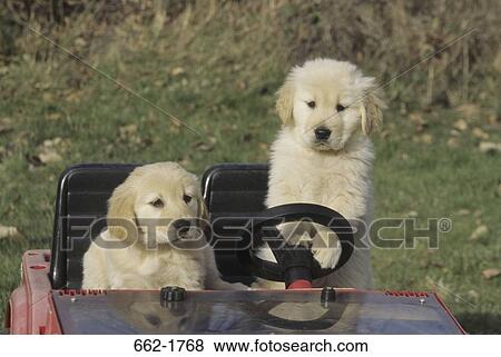 Two Golden Retriever puppies in a toy car View Large Photo Image Stock Photo - Two Golden Retriever puppies in a toy car. Fotosearch