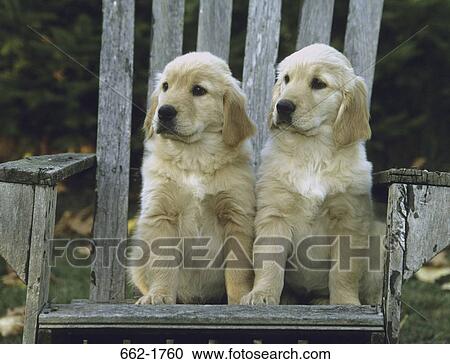 Two Golden Retriever puppies sitting on a chair View Large Photo Image Stock Image - Two Golden Retriever puppies sitting on a chair. Fotosearch