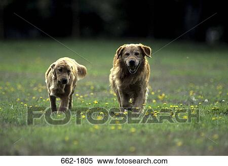 Two Golden Retrievers walking in a field View Large Photo Image Stock Photography - Two Golden Retrievers walking in a field. Fotosearch