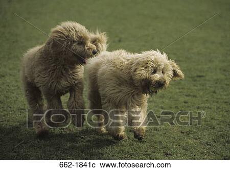 Stock Image - Two Goldendoodles in a field. Fotosearch