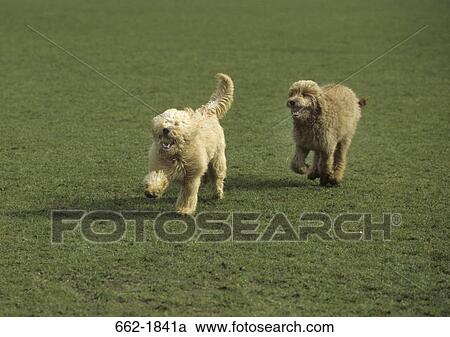 Two Goldendoodles running in a field View Large Photo Image Stock Image - Two Goldendoodles running in a field. Fotosearch
