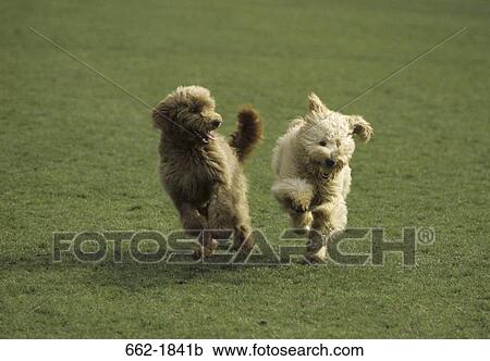 Two Goldendoodles running in a field View Large Photo Image Stock Image - Two Goldendoodles running in a field. Fotosearch