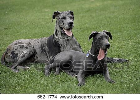 Picture - Two Great Danes sitting on grass. Fotosearch