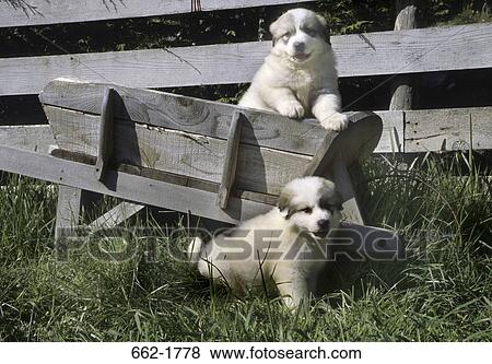 Two Great Pyrenees puppies playing in lawn View Large Photo Image Stock Photo - Two Great Pyrenees puppies playing in lawn. Fotosearch