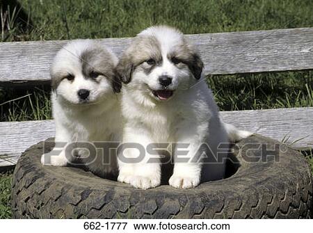 Stock Photo - Two Great Pyrenees puppies sitting on a tire. Fotosearch