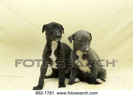 Two Greyhound puppies sitting on a couch View Large Photo Image Stock Image - Two Greyhound puppies sitting on a couch. Fotosearch