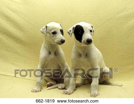 Two Greyhound puppies sitting on a couch View Large Photo Image Stock Photo - Two Greyhound puppies sitting on a couch. Fotosearch