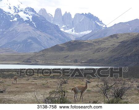 Stock Photo - Two guanacos (Lama guanicoe) standing in the forest, Torres del Paine National Park, Patagonia, Chile. Fotosearch