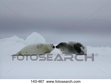 Stock Photo - Two Harp seals (Phoca groenlandica) lying on snow, Greenland. Fotosearch