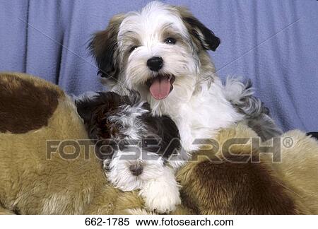 Two Havanese puppies leaning on a toy View Large Photo Image Stock Photography - Two Havanese puppies leaning on a toy. Fotosearch