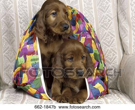Two Irish Setter puppies sitting in a tent in an armchair View Large Photo Image Stock Image - Two Irish Setter puppies sitting in a tent in an armchair. Fotosearch