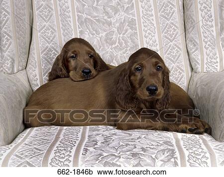 Two Irish Setter puppies sitting in an armchair View Large Photo Image Stock Image - Two Irish Setter puppies sitting in an armchair. Fotosearch