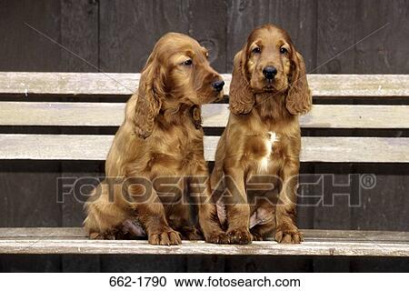 Stock Image - Two Irish Setter puppies sitting on a bench. Fotosearch