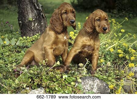 Stock Photo - Two Irish Setter puppies sitting on plants. Fotosearch