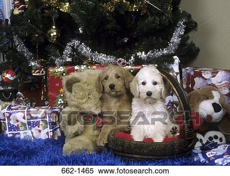 Two Labradoodle puppies in a basket with Christmas presents View Large Photo Image Stock Photography - Two Labradoodle puppies in a basket with Christmas presents. Fotosearch