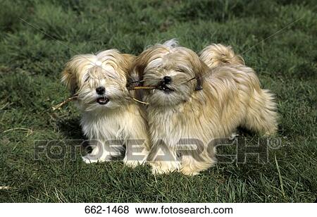 Two Lhasa Apso dogs holding sticks in their mouth View Large Photo Image Stock Photo - Two Lhasa Apso dogs holding sticks in their mouth. Fotosearch