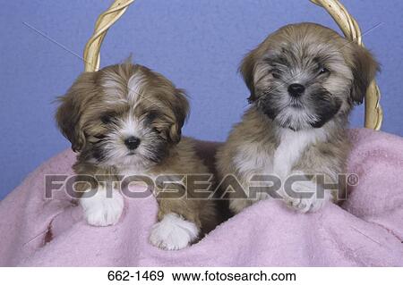 Two Lhasa Apso puppies in a basket View Large Photo Image Stock Photo - Two Lhasa Apso puppies in a basket. Fotosearch