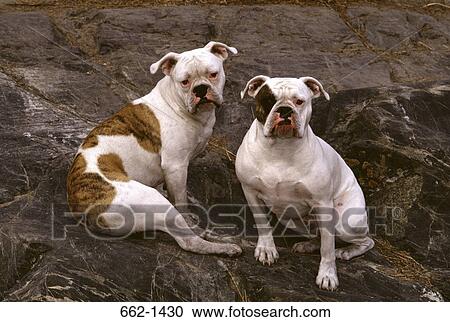 Two Old English Bulldog sitting on a rock View Large Photo Image Stock Image - Two Old English Bulldog sitting on a rock. Fotosearch