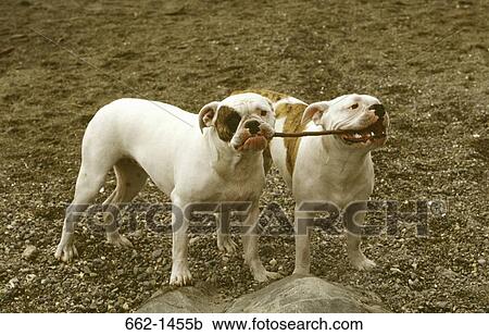 Two Old English Bulldogs holding a stick in their mouth View Large Photo Image Stock Image - Two Old English Bulldogs holding a stick in their mouth. Fotosearch