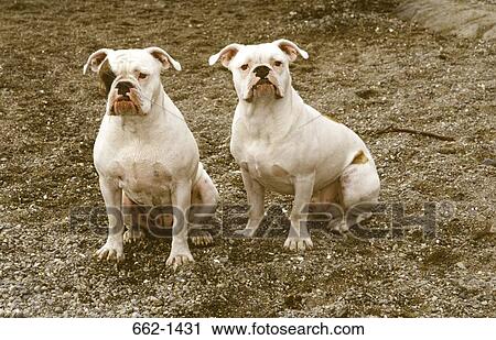 Two Old English Bulldogs sitting in a field View Large Photo Image Stock Image - Two Old English Bulldogs sitting in a field. Fotosearch