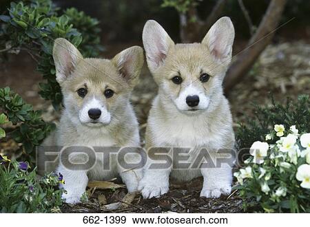 Two Pembroke Welsh Corgi Puppies In A Field Stock Photo 662 1399 Two Pembroke Welsh Corgi Puppies In A