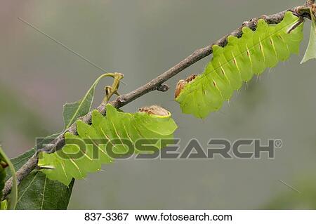 Stock Photo - Two Polyphemus moth (Antheraea polyphemus) caterpillar on a branch. Fotosearch