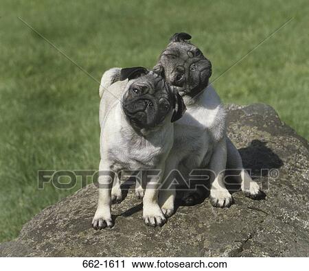 Two Pugs on a rock View Large Photo Image Stock Image - Two Pugs on a rock. Fotosearch