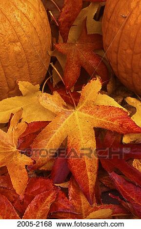Two pumpkins on autumnal maple leaves View Large Photo Image Stock Photo - Two pumpkins on autumnal maple leaves. Fotosearch